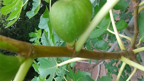 イチジク 挿し木 時期と水挿し 植物の秘島