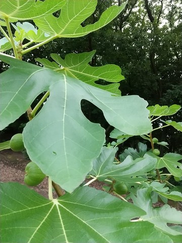 イチジク 挿し木 時期と水挿し 植物の秘島