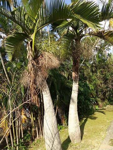 トックリヤシの育て方 枯れる原因 植物の秘島