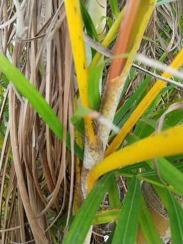 アレカヤシ 広がる原因 屋外 植物の秘島