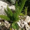 ヒトリシズカ 植物の秘島