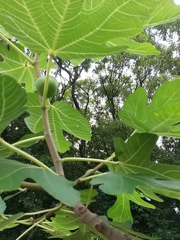 イチジク 実つきの枝