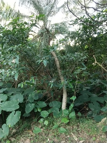 フェニックスロベレニー 成長速度 枯れる原因 植物の秘島