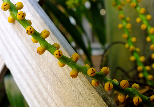 Palm Flower-Chameadorea.seifrizii-Reed Palm