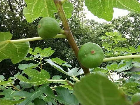 イチジク 桝井ドーフィン