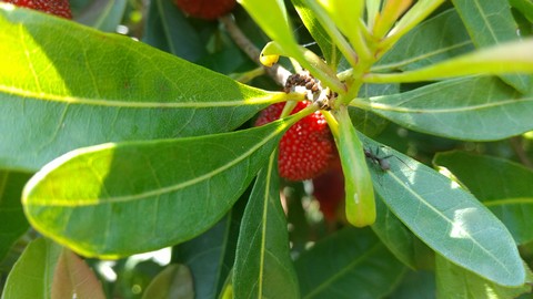 ヤマモモ 属の種類 植物の秘島