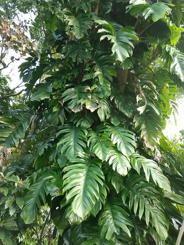 モンステラ 挿し木や時期 失敗原因 植物の秘島