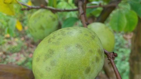 カリンの毒性 植物の秘島