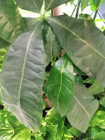 パキラの挿し木 植物の秘島