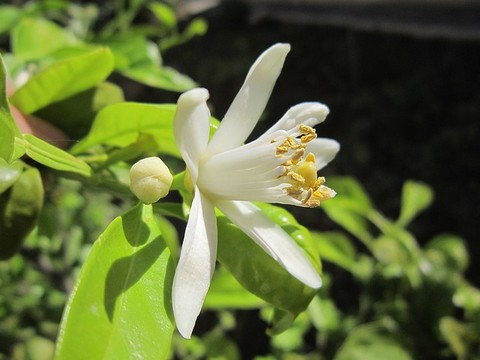 レモンの花言葉 植物の秘島