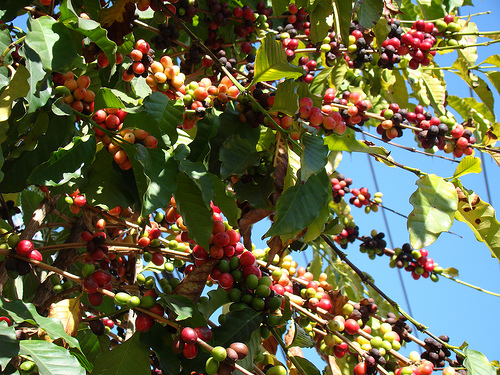 Café (Cofee arabica) fruits