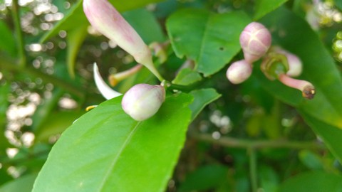 レモンの挿し木 植物の秘島