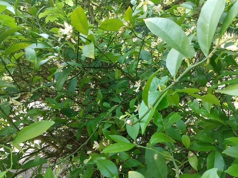 レモンの木と花