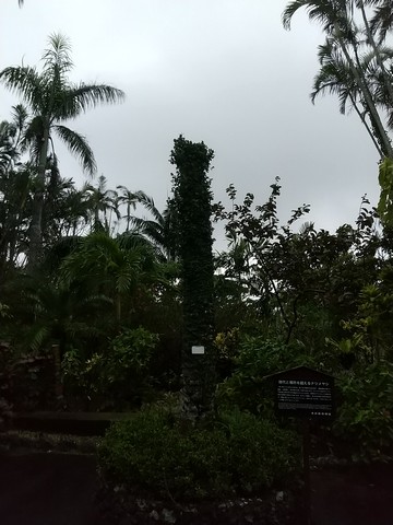 東南植物楽園 ナツメヤシの画像