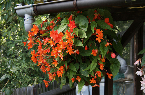 Knollenbegonien (Begonia × tuberhybrida)