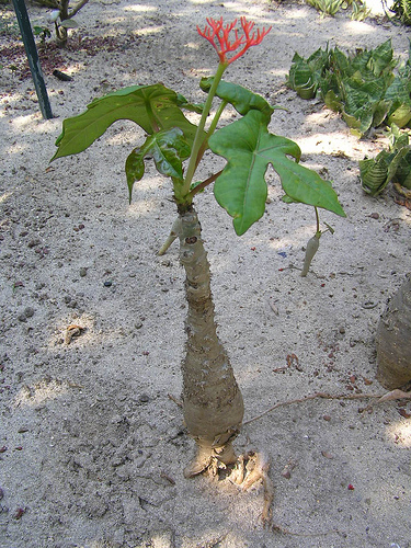 ヤトロファ 育て方と種類 植物の秘島