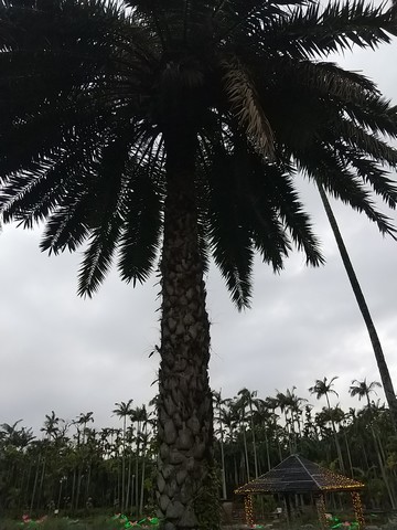 ナツメヤシ 植物の秘島