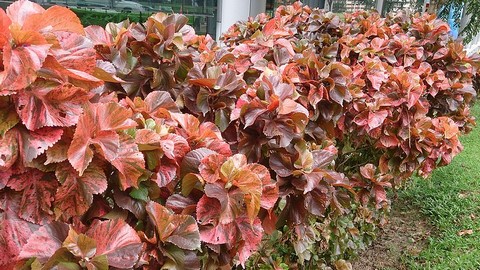 アカリファの種類 赤い葉(Acalypha wilkesiana Mosaica)