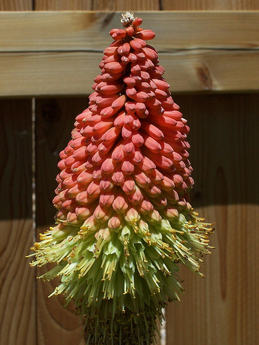 トリトマ 植物の秘島