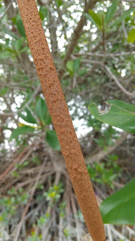 マングローブ 育て方 植物の秘島