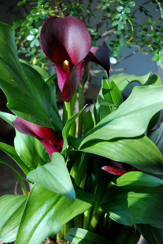 Zantedeschia