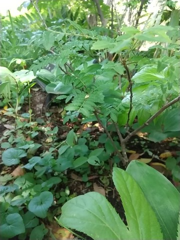 山椒の木 挿し木 枯れる 虫対策 植物の秘島