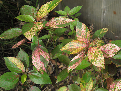 アカリファの種類(Acalypha Musaica)