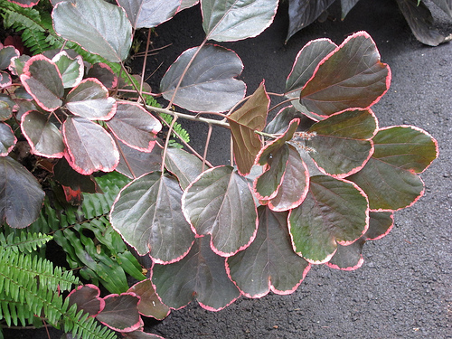 アカリファの種類 (Acalypha cultivar)