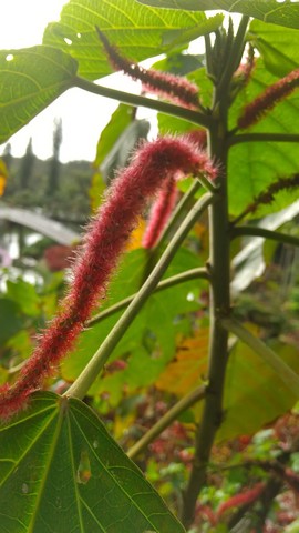 アカリファの花 画像