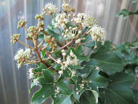 ファトスヘデラ 植物の秘島