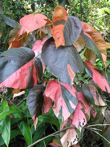 アカリファの種類 Acalypha wilkesiana