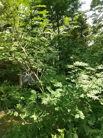 植えられてある程度年月が立つ山椒の木