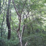 朝倉山椒 育て方と枯れる原因 植物の秘島