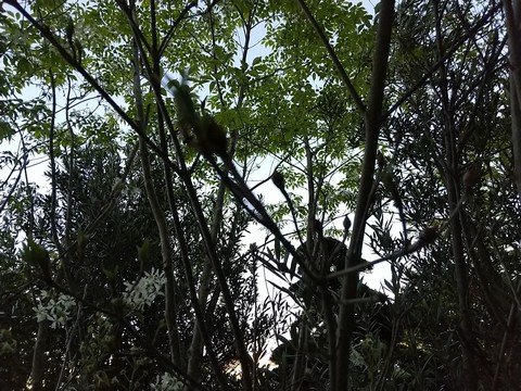 ジューンベリー 植物の秘島