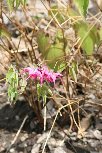 イカリソウの種類 植物の秘島