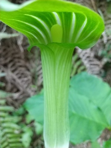 マムシグサ 花拡大