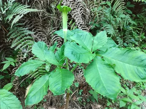 ウラシマソウ マムシグサ 違い 植物の秘島