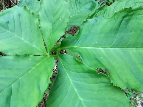 ウラシマソウ マムシグサ 違い 植物の秘島