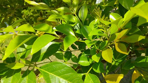 シマトネリコ 落葉の原因 植物の秘島