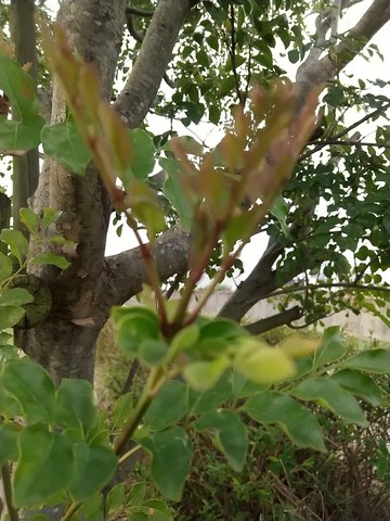 シマトネリコ 落葉の原因 植物の秘島