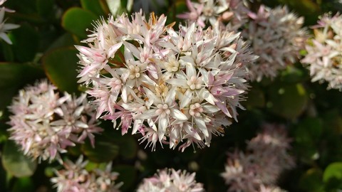 金のなる木 挿し木と増やし方 植物の秘島