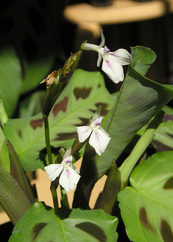 マランタの花