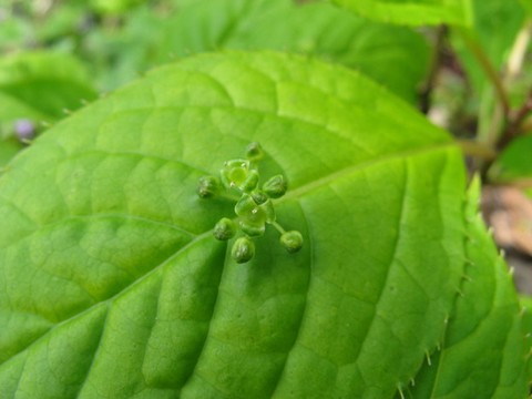 ハナイカダ雄花の画像