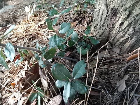 サルスベリ 挿し木 時期やひこばえ 植物の秘島