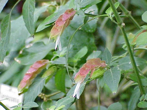 ベロペロネ 花と葉