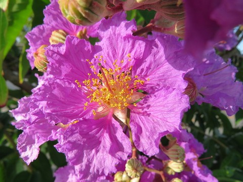 オオバナサルスベリの花