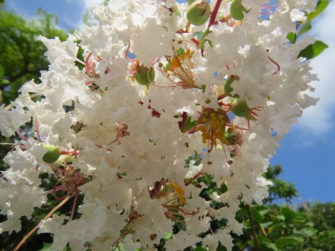 シロバナサルスベリの花