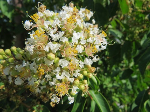 シマサルスベリの花