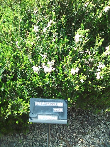 ジャノメエリカの種類 植物の秘島