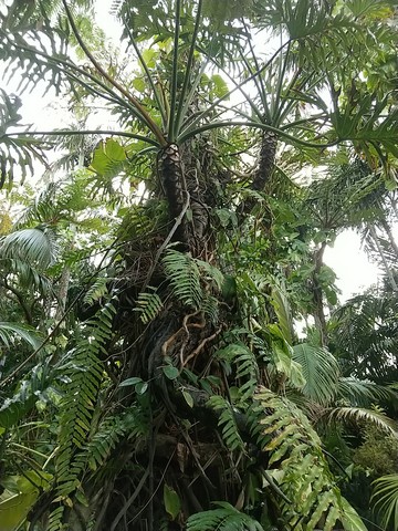 セローム 根上り 広がるのは 植物の秘島